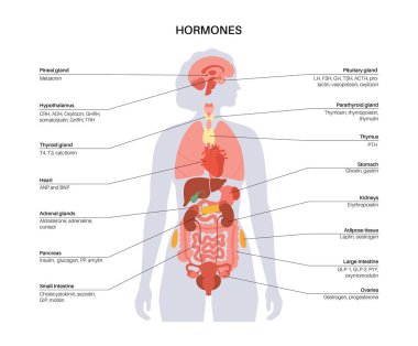 Hormones in female body