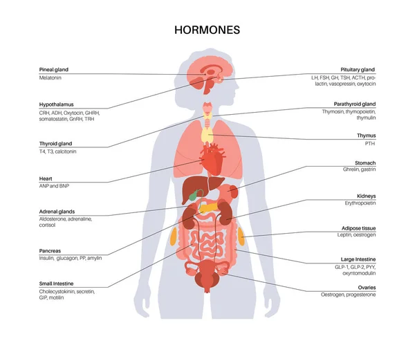 Hormones in female body — Stock Vector