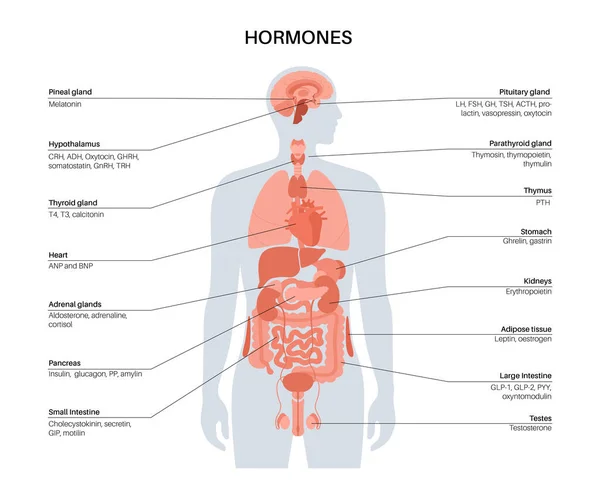 人体内的激素 — 图库矢量图片