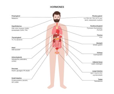 Hormones in human body