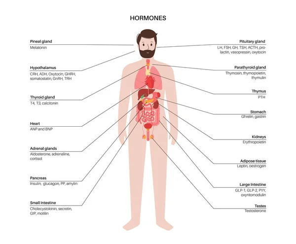 Hormones in human body — Stok Vektör
