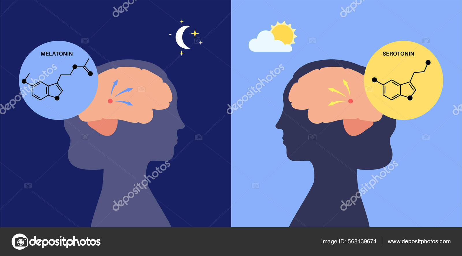 Sleep wake cycle Stock Vector Image by ©Pikovit #568139674