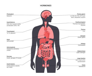 Hormones in human body