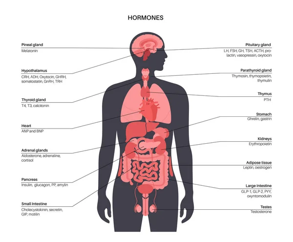 Hormones in human body — Vector de stock