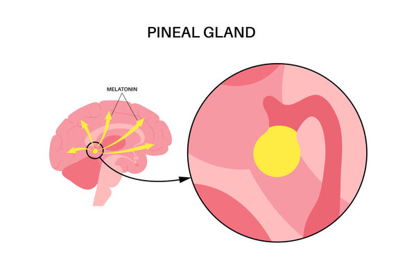 Pineal gland anatomy