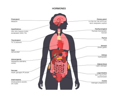 Hormones in female body