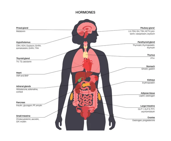 Hormones in female body — Vetor de Stock