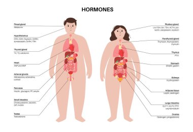 Hormones in human body