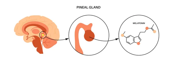 Pineal gland anatomy — Vetor de Stock