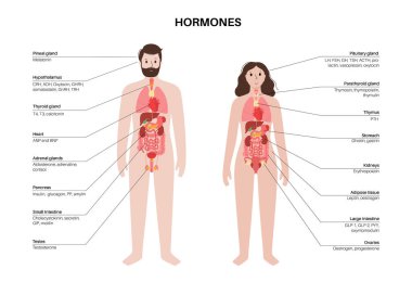 İnsan vücudundaki hormonlar