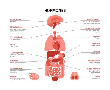 İnsan vücudundaki hormonlar