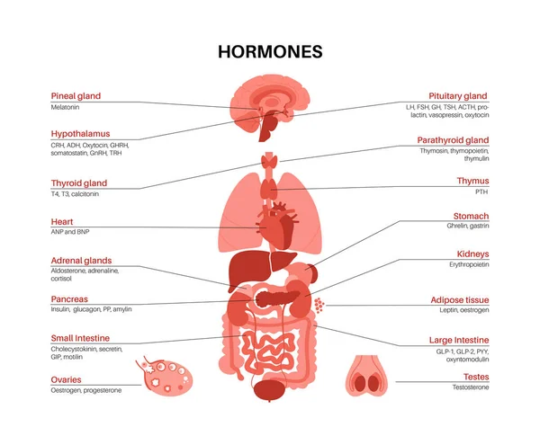 Hormonen in het menselijk lichaam — Stockvector
