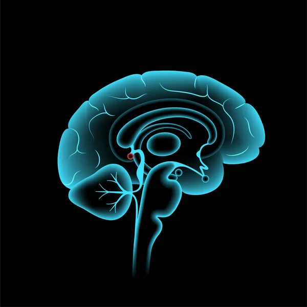 Beyin epifizi anatomisi. — Stok Vektör