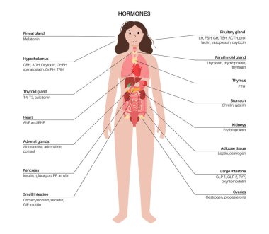 Hormones in female body