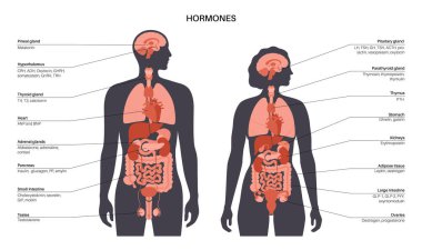 İnsan vücudundaki hormonlar