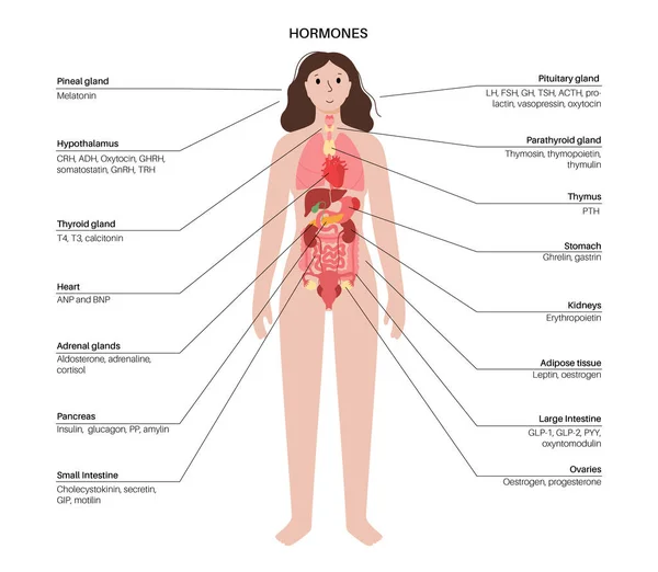 Hormone im weiblichen Körper — Stockvektor
