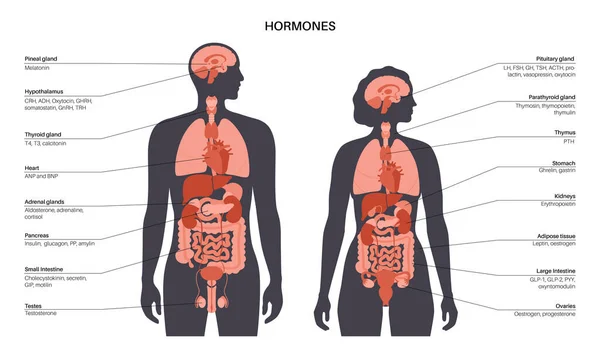 Hormone im menschlichen Körper — Stockvektor