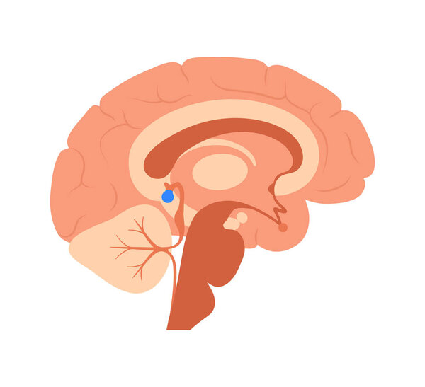 Pineal gland anatomy