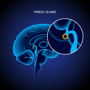 Pineal gland anatomy clipart