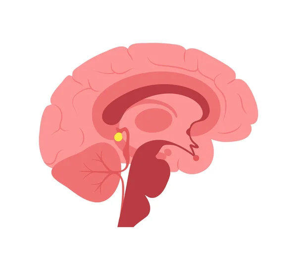 Pineal gland anatomy — Stockový vektor