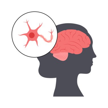 Nöroanatomi posteri