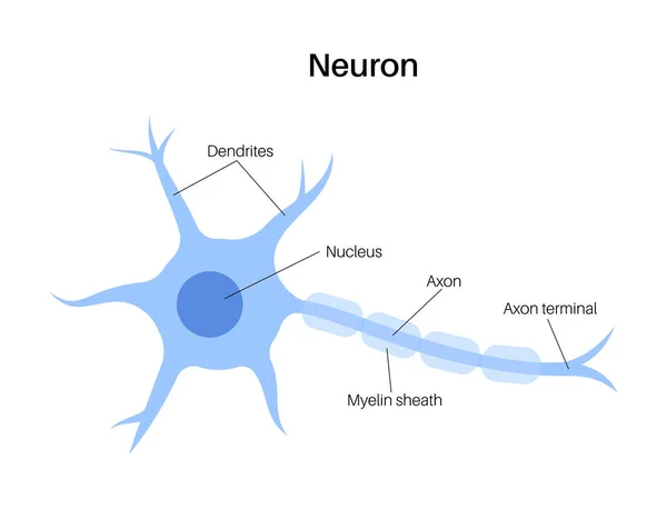 Neuron anatomy poster — Vettoriale Stock
