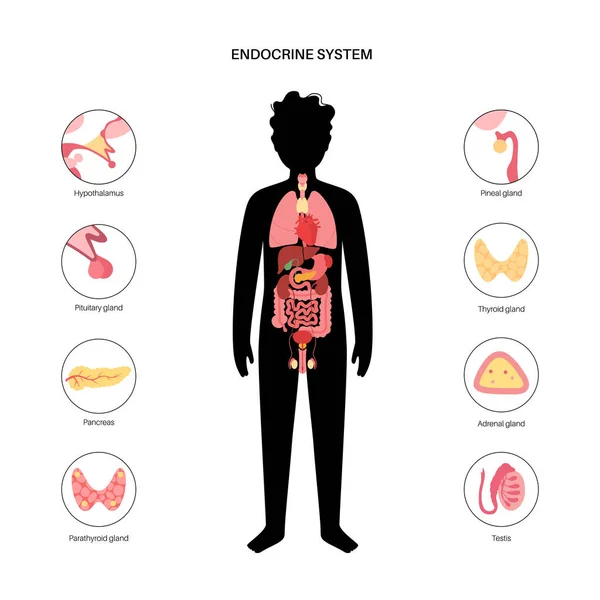 Endokrinní systém člověka — Stockový vektor
