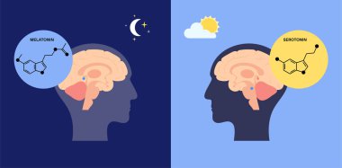 uyku uyku modundan çıkarma döngüsü