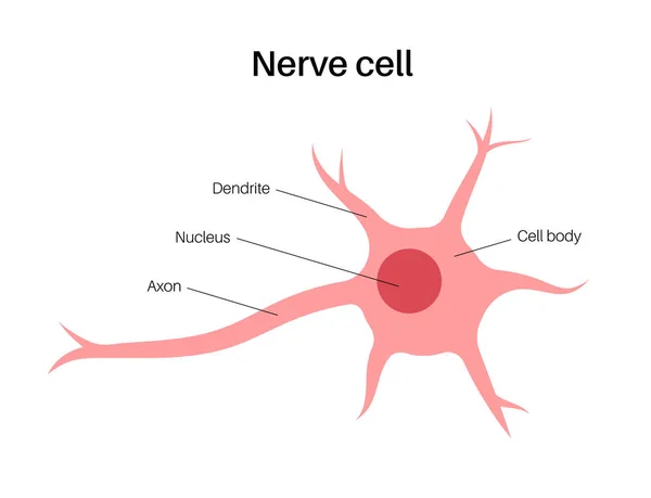 Neuronanatomi affisch — Stock vektor