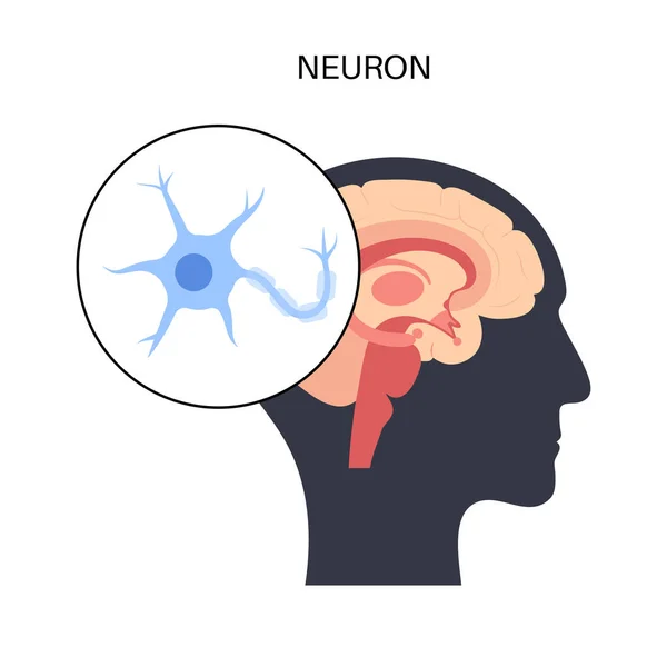 Neuron anatomy poster — Stock vektor