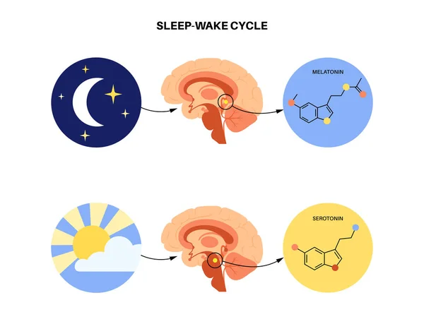 Sleep wake cycle — Stock Vector