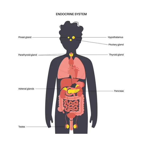 Human endocrine system — Stock Vector