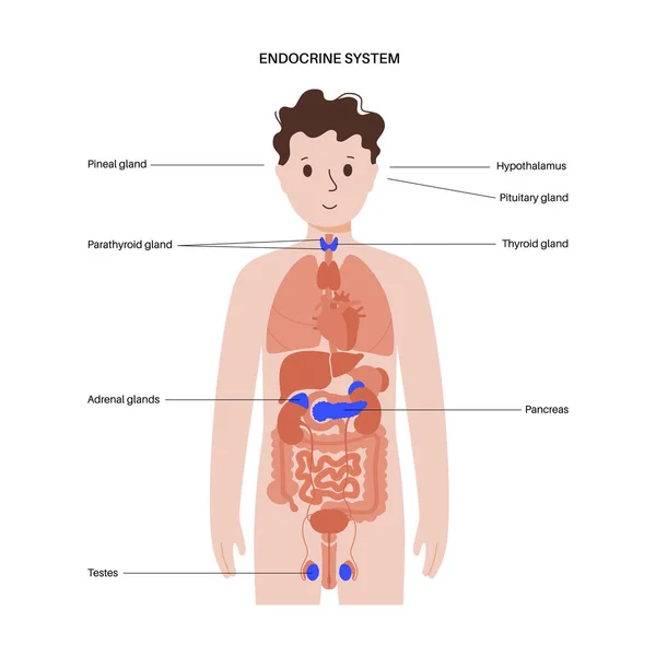 Endokrinní systém člověka — Stockový vektor