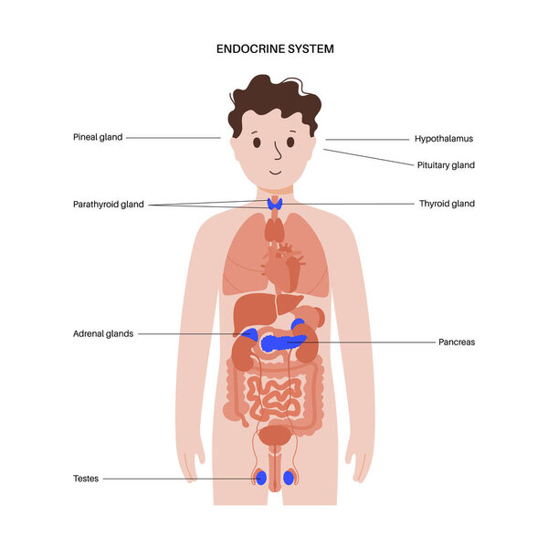 Human endocrine system