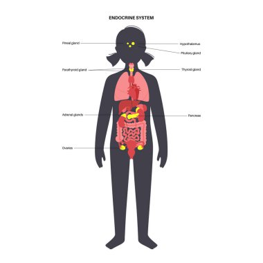 Çocuk vücudunda endokrin sistem. Adrenal bezler, tiroid, paratiroid ve çocuk siluetinde pankreas. Beyin epifiz ve hipofiz bezleri. Organların karmaşık ağı düz vektör çizimi.