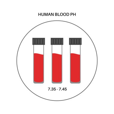 İnsan kanında normal ph seviyesi. Değeri 7.35 ile 7.45 arasında. Laboratuvarda tıbbi araştırma. Asit baz ölçeği konsepti. Test veya muayene için örnek düz vektör illüstrasyonlu tüp