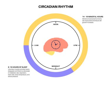 Circadian ritm bilgi afişi. Melatonin ve serotonin insan beyninde üretilir. Circadian döngüsünün renkli diyagramı. Gece hayatı dengesi. Uyku uyandırma döngüsü çizelgesi düz vektör çizimi.