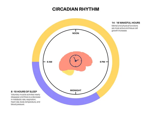 Circadian Rhythm Infographic Poster Melatonin Serotonin Produced Human Brain Colorful — Stockvector