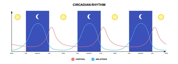 Circadiaan Ritme Infographic Poster Melatonine Cortisol Worden Geproduceerd Menselijke Hersenen — Stockvector