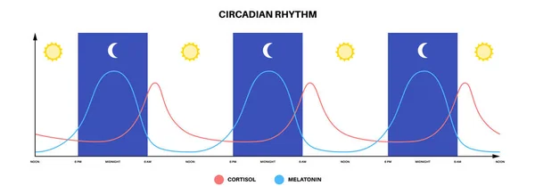 Circadian Rhythm Infographic Poster Melatonin Cortisol Produced Human Brain Colorful — Stock Vector