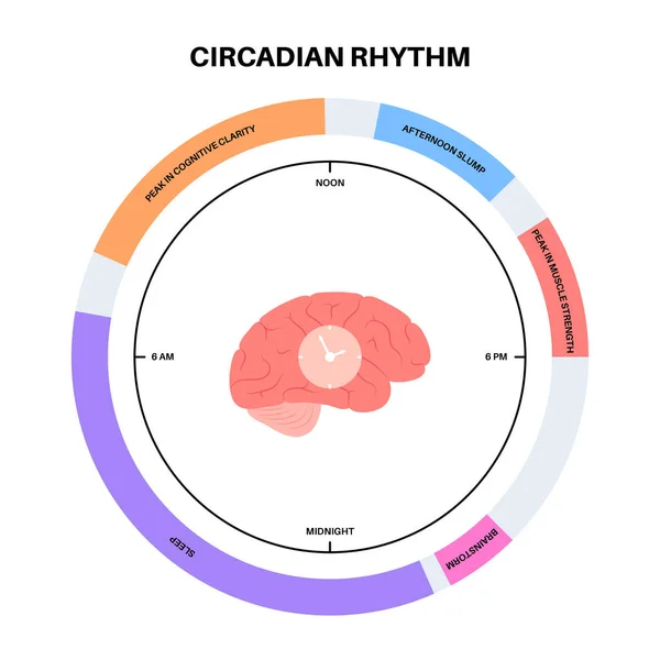 Circadian Rhythm Infographic Poster Melatonin Serotonin Produced Human Brain Colorful — 스톡 벡터