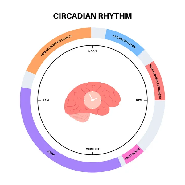 循环节律信息海报 褪黑激素和血清素在人脑中产生 色彩斑斓的月经周期图 夜生活平衡 睡眠觉醒周期图平面矢量插图 — 图库矢量图片