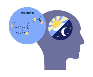 Melatonin ve serotonin insan beyninde üretilir. Circadian ritm posteri. Renkli bir döngü. Gece ve gündüz yaşam konseptinin sağlıklı dengesi. Uykudan uyanma döngüsünün düz vektör çizimi.