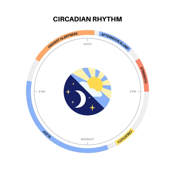 Circadian Rhythm Infographic Poster Melatonin Serotonin Produced Human Brain Colorful — Stock Vector