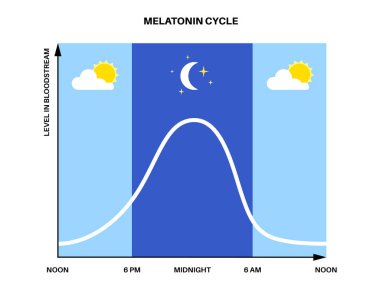 Circadian ritm bilgi afişi. Melatonin ve kortizol insan beyninde üretilir. Circadian döngüsünün renkli diyagramı. Gece hayatı dengesi. Uyku uyandırma döngüsü çizelgesi düz vektör çizimi.