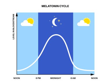 Circadian rhythm infographic poster. Melatonin and cortisol are produced in human brain. Colorful diagram of circadian cycle. Night day life balance. Sleep wake cycle chart flat vector illustration. clipart