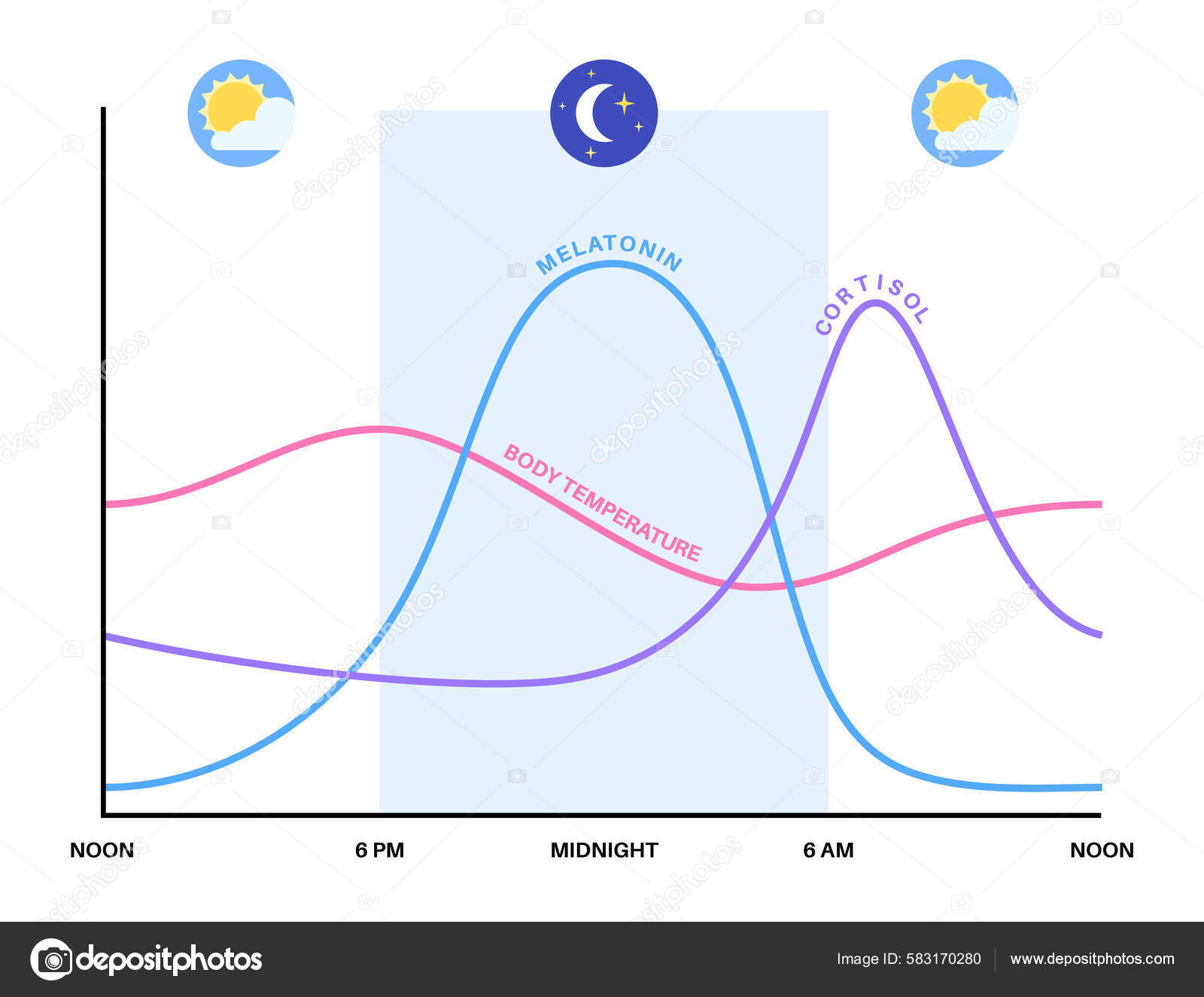 Circadian Rhythm Infographic Poster Melatonin Cortisol Produced Human