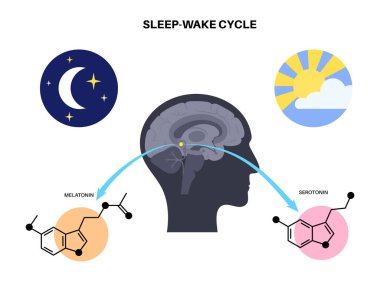 Gece gündüz melatonin ve serotonin hormonu üretimi. Beyin epifizi anatomisi, insan beyni posteri. Circadian ritim konsepti. Uyku uyandırma döngüsü infografik düz vektör çizimi.
