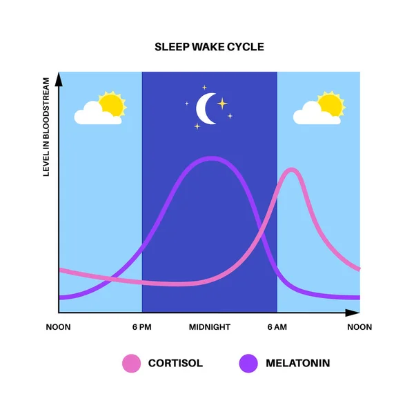 Circadian Rhythm Infographic Poster Melatonin Cortisol Produced Human Brain Colorful — Stock Vector