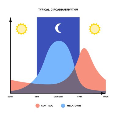 Circadian ritm bilgi afişi. Melatonin ve kortizol insan beyninde üretilir. Circadian döngüsünün renkli diyagramı. Gece hayatı dengesi. Uyku uyandırma döngüsü çizelgesi düz vektör çizimi.